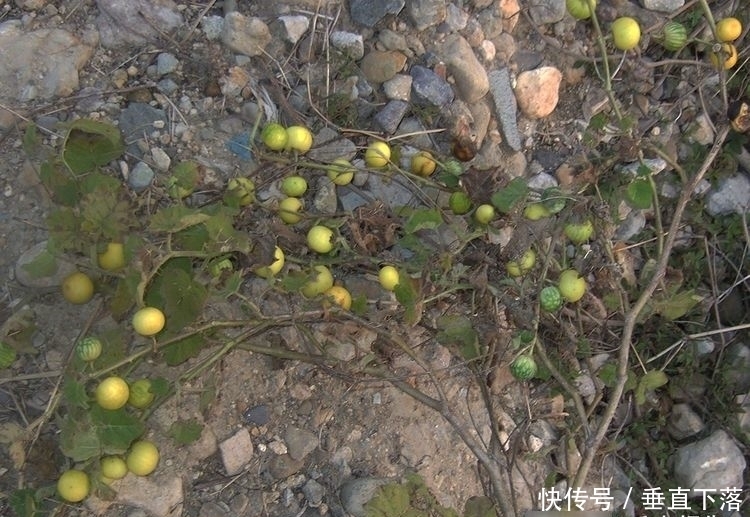  野果|全身有毒又有刺，过去烂一地没人要，如今常有农民种植，10元一斤