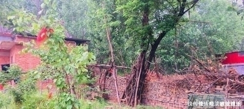 吃不到|回农村老家走亲戚,长辈做了一桌满是乡愁的菜