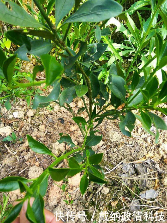  丰产|桂林地区沃柑丰产栽培技术要点、种植抚育管理、病虫害防治