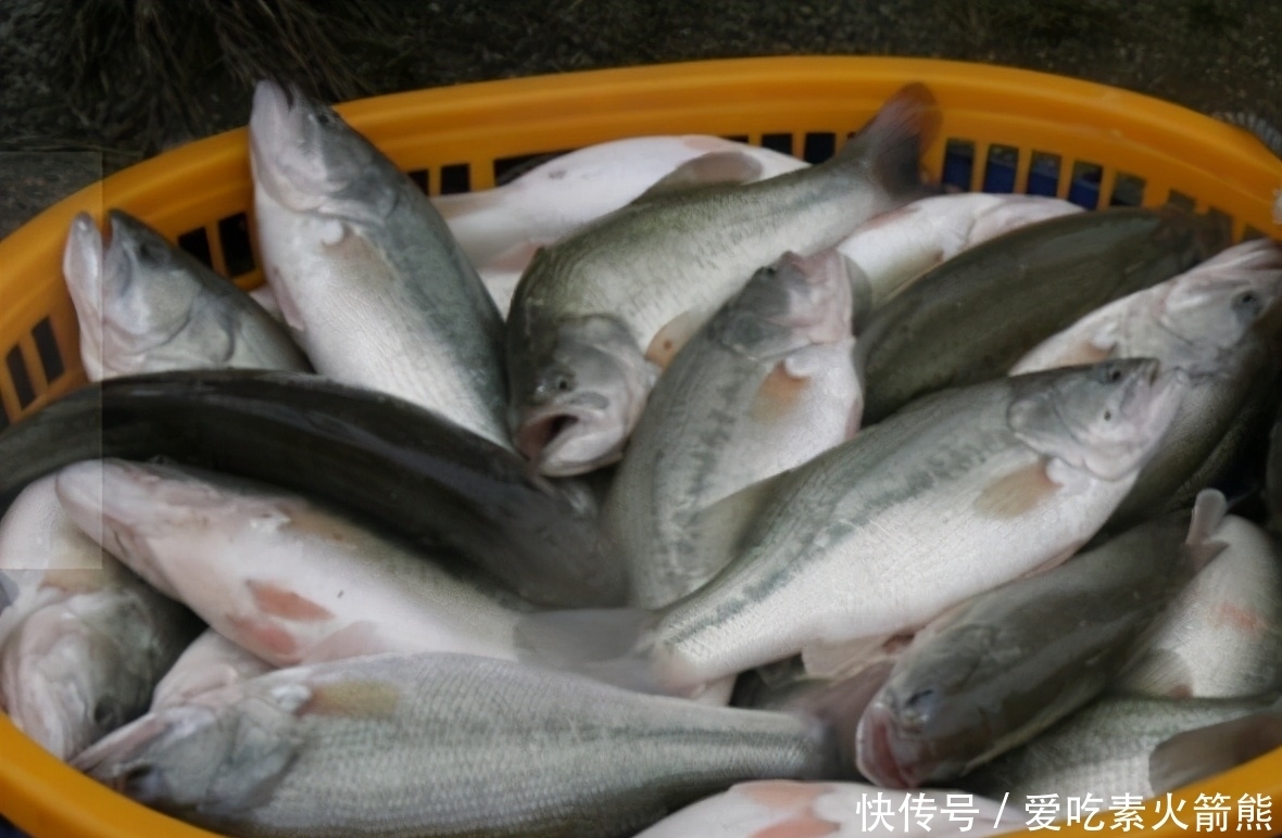 忽悠|买鲈鱼别只会看大小,好不好吃就看4点,鱼贩:这人不好忽悠