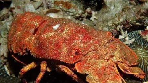 美食|在柬埔寨吃顿饭，只点了2只不起眼的'拖鞋龙虾'，结账时快哭了