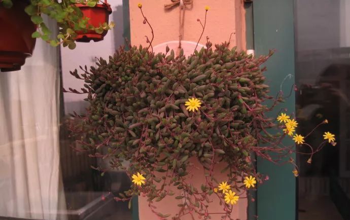 美爆|这种多肉吊起来养,所谓像一串串葡萄一样,美爆了