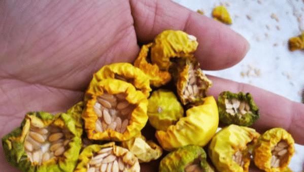 可惜|它是酒精的“天敌”,现在农村遍地都是,还不懂的话就太可惜了