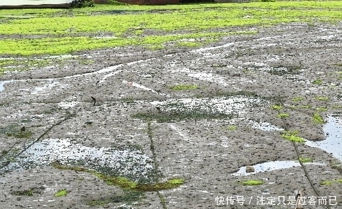 集结|百万泛滥的螃蟹大军集结，游客见状大呼“牙根痒痒”