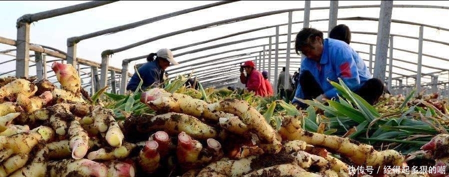 生姜|生姜怎样种植,有哪些技巧?