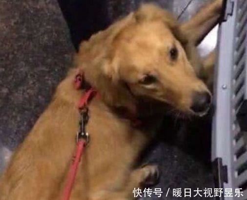 托运|女孩花钱将金毛托运回家,下机时去接狗狗,但看到金毛气晕