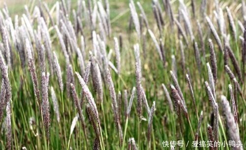 玩具|农村随处可见的茅针,小时候的玩具,想不到还有那么多用处