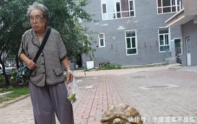逛街|八旬奶奶买来乌龟,几年后发生巨变,逛街时路人惊呆