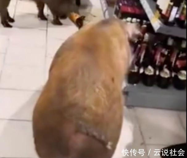 农场|三只战斗民族的小猪从农场“越狱”,只为到商店喝点威士忌暖暖身