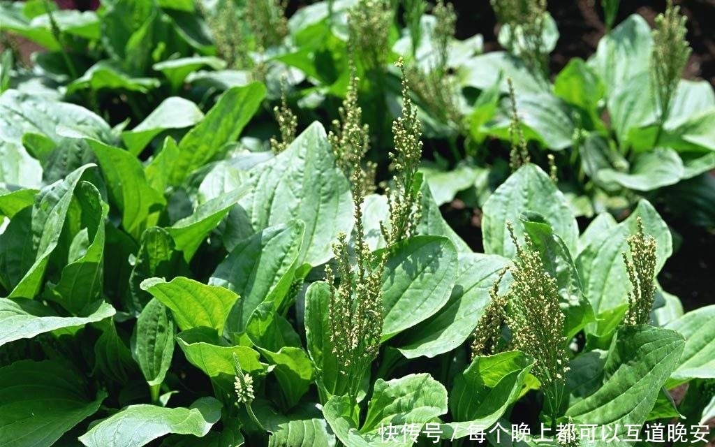 常见|农村路旁常见的车前草,竟然成了宝贝,它究竟有什么作用?