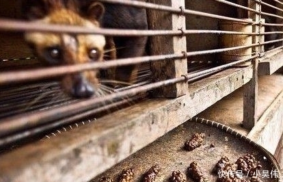 咖啡|深挖“猫屎咖啡”制作过程,网友:良心不会痛吗?