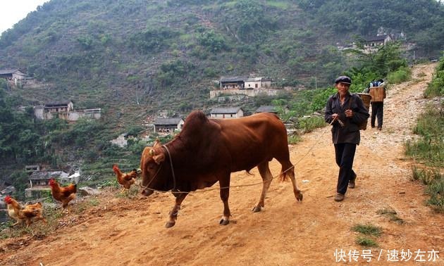 人心|一顿野猪肉,三个世纪九代与世隔绝,无奈三光棍儿待客让人心暖
