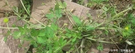 殊不知|1种野草,人称“鹅不食”,农民砍了当柴烧,殊不知,能治咳喘