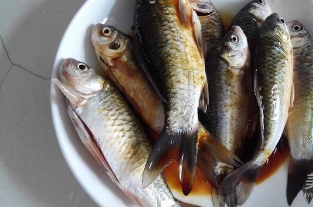  优质的鲫鱼|营养比甲鱼高，只能是它，红烧煲汤都好吃，5块一斤却无人问津