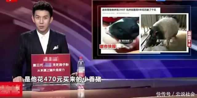  蓬元帅|网上买宠真实性堪忧：470块的小香猪几年后变成200斤“天蓬元帅”