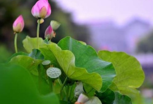 幸福|宁愿晚婚也不将就的3个生肖女,心态好,幸福又迷人