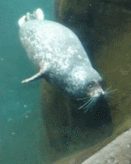 演技|搞笑GIF：人生如戏全靠演技，但是也太假了