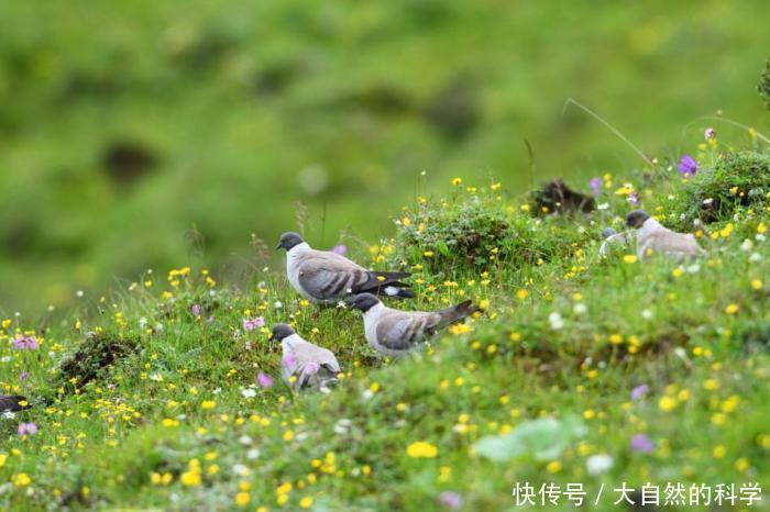  食物|北极猫头鹰它们居无定所, 这完全由食物的数量来决定