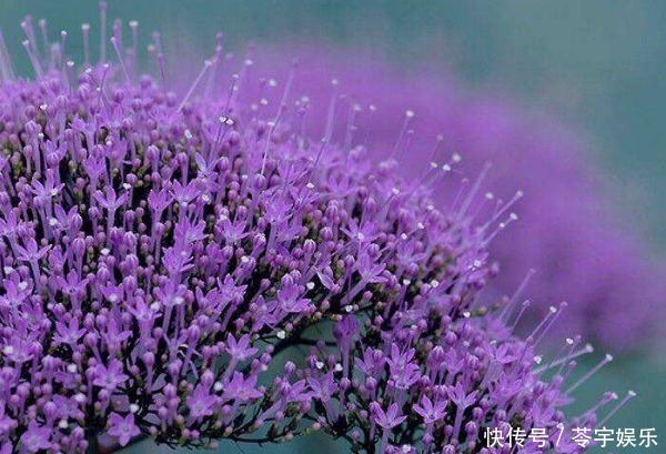  真心|此花的花语是热烈想念、一往情深，很适合表白，含蓄又不失真心！