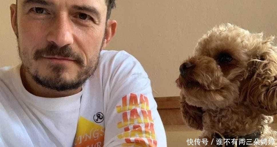  奥兰多|经过7天搜寻，奥兰多布鲁姆宣布失踪的狗已经死亡，只找到了项圈