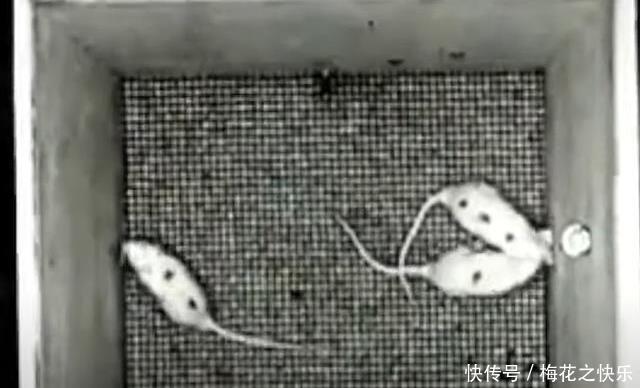 阶级|上层阶级如何产生?耶鲁大学老鼠阶级实验告诉你