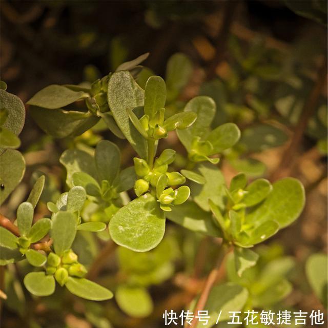 古时候|它是我们古时候民间野菜,它是欧洲传统香料,或许此时便在你附近