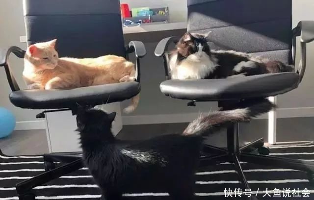 掀开|小主人掀开8.6公斤猫肚肉找题目,它折手手躺考卷:快摸我