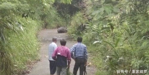  田姓农民|奇闻：恐怖！500公斤大水牛竟被虎头蜂活活螫死！