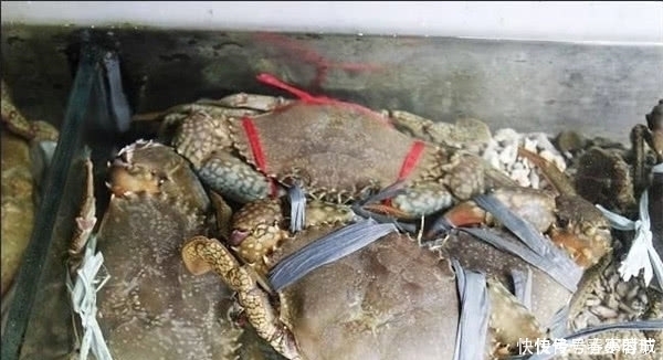 海鲜市场|在韩国买螃蟹,螃蟹不在水里,而是埋在木头里,这是什么原因呢