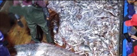 东海|奇趣探知全国罕见东海捞到3米多长“白龙王”,重百斤全身在闪闪发光