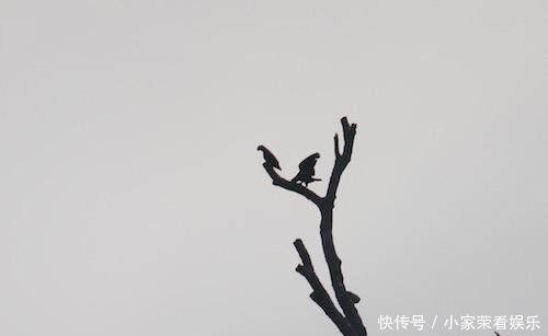 动物|提姆那灰鹦鹉在红树林里不受保护,随意捕捉,小孩养着玩