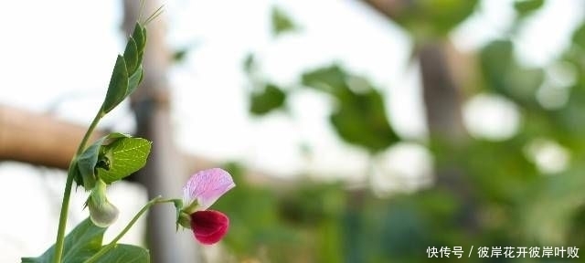 句子|珍藏许久对现实的引用,经典的句子,让你了解了很多真理