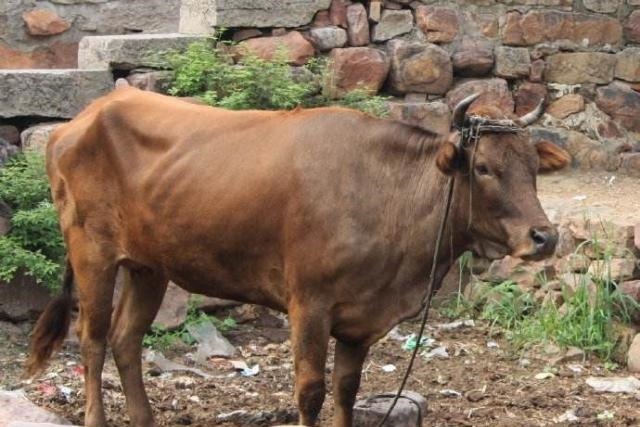 天天|为什么古代人很少吃猪肉,而现在却恰恰相反,几乎天天吃呢