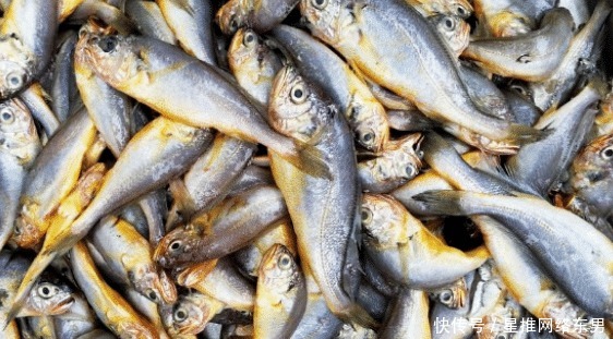 黄骨鱼|爱吃鱼的人看过来,可以选这四种,鱼刺很少,吃得放心