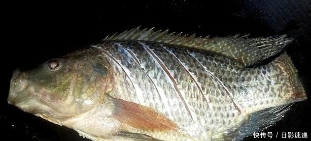  罗非鱼|老表去塘里抓了一条大罗非鱼，然后这样做，鱼肉鲜嫩又入味