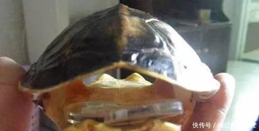 乌龟|文玩人“盘”活乌龟,还能“挂瓷”你能接受吗?