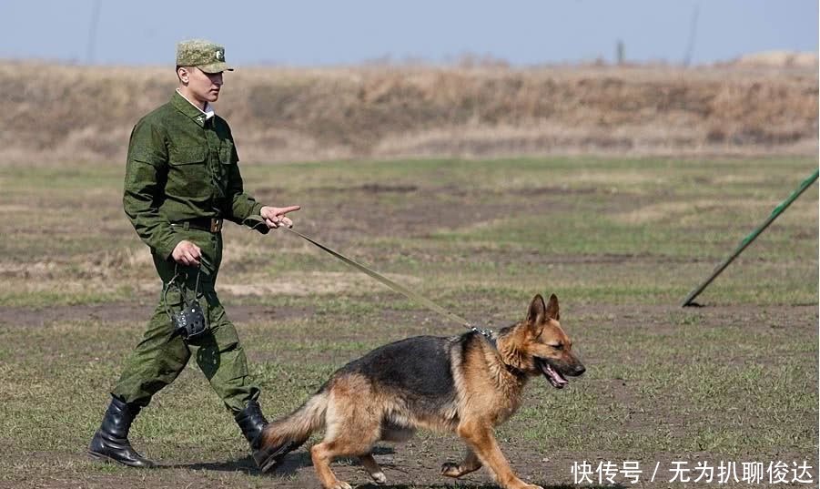 朋友|二战军犬隐忍八年,巡逻时碰到一个德军后,发疯似的猛扑过来!