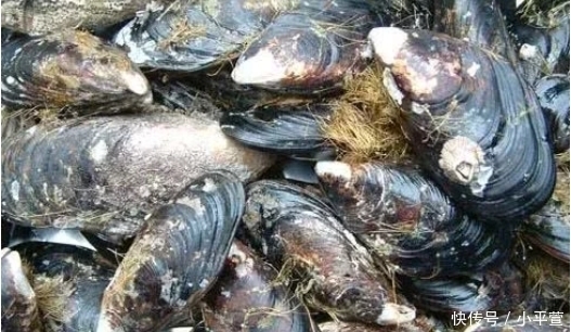 小时|一次能繁殖1200万只,离水3小时就变质,价格便宜却不受欢迎