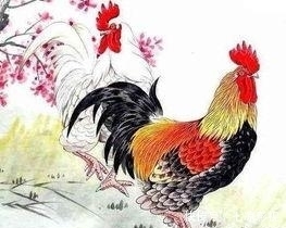 事情|大金鸡:家喜不可外扬,劝你最好看一下!重要的事情只说一遍!