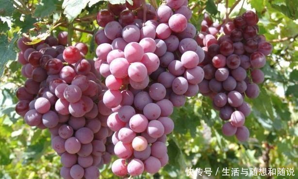 葡萄|菜市场买葡萄要注意,注意这2种葡萄不要买,多亏商贩提醒