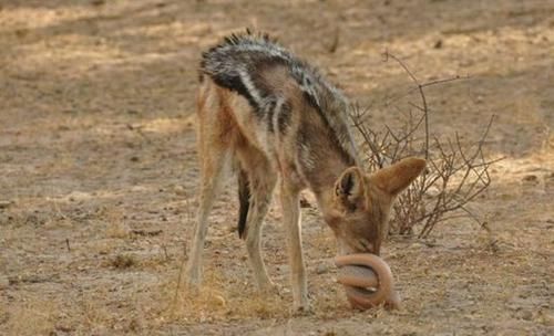 攻击|胡狼捕食毒蛇,毒蛇不用毒牙攻击,反而缩成一团保护蛇头