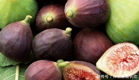 无花果的叶|无花果全身都是宝，果肉清甜美味，叶子也大有用处，别随便丢了