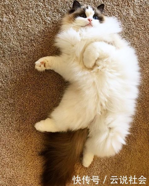 猫用|每天一个气死猫用铲屎官小技巧:第二十二天,洗澡是不可能洗的