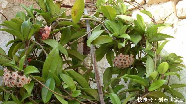  阳台上|夏季阳台就种它，花型像篮球，好养如绿萝，跟着养护专家学起来吧