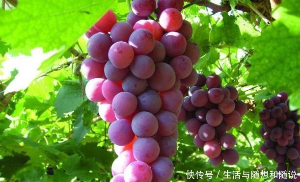 葡萄|菜市场买葡萄要注意,注意这2种葡萄不要买,多亏商贩提醒