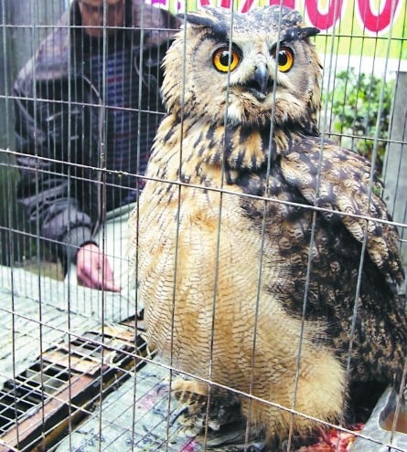 抓住|一夜之间死了300只鸡，他气得直跺脚，抓住凶手时却不敢动了！