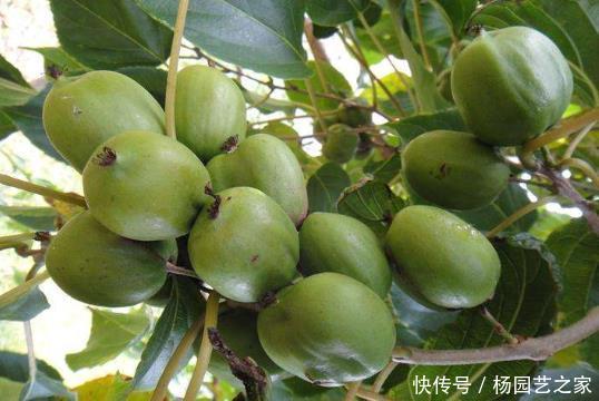 软枣猕猴桃|阳台再小,也要栽种“此果树”,味道酸甜爽口,轻松结实“爆盆”