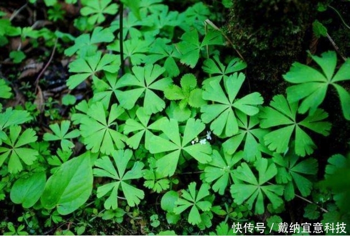  发现|活了6700万年的独叶草，民间传言其为“神药”，如今已成濒危植物