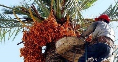 土豪|中国“不值钱”水果,在迪拜被土豪疯狂追捧,普通人还吃不起