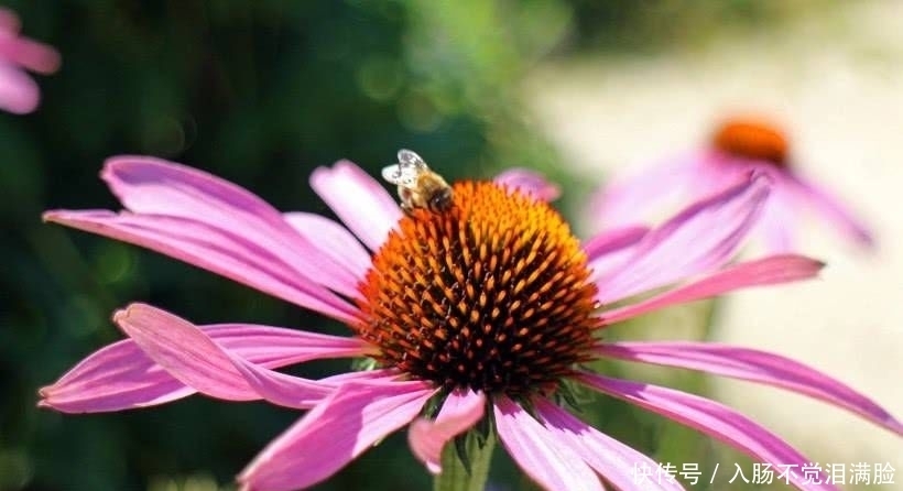 追求|近段时间内,缘分和桃花潜力足,收获爱情余生不辜负的四大生肖!